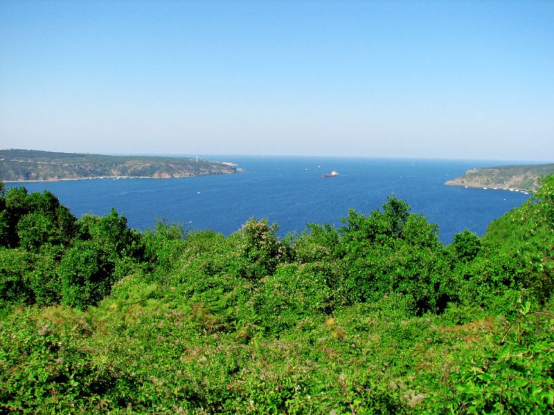 Anadolukavagibeykoz erkin
